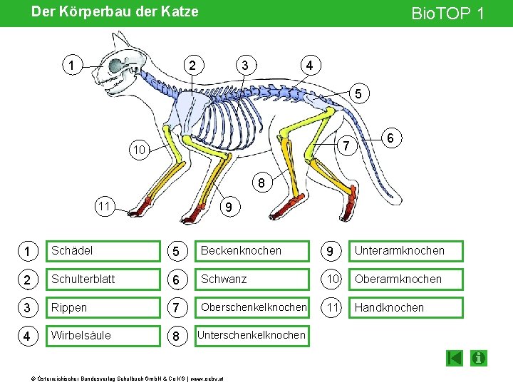 Der Körperbau der Katze 1 Bio. TOP 1 2 3 4 5 7 10