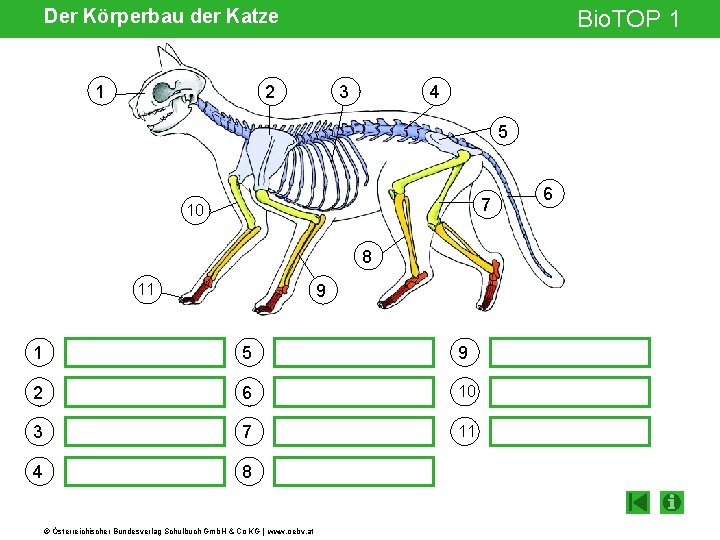 Der Körperbau der Katze 1 Bio. TOP 1 2 3 4 5 7 10