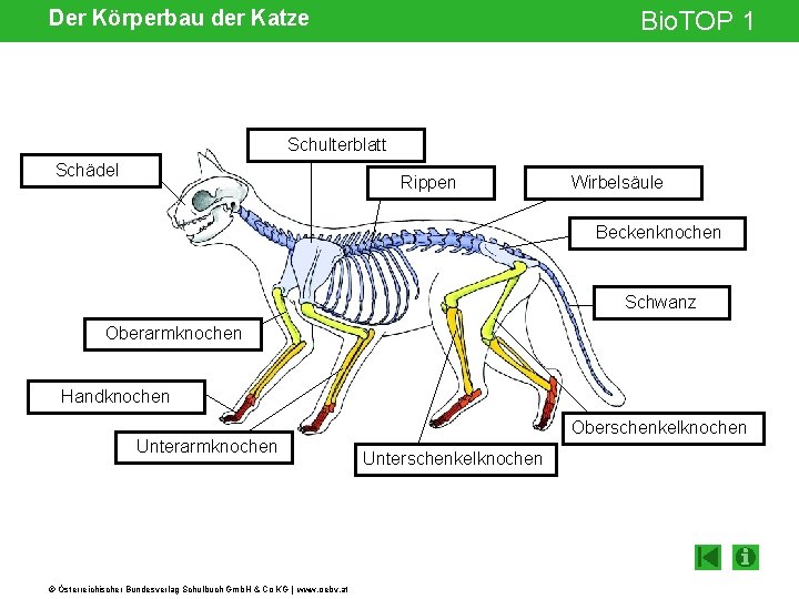 Der Körperbau der Katze Bio. TOP 1 Schulterblatt Schädel Rippen Wirbelsäule Beckenknochen Schwanz Oberarmknochen