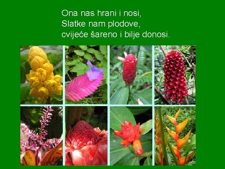 Ona nas hrani i nosi, Slatke nam plodove, cvijeće šareno i bilje donosi. 