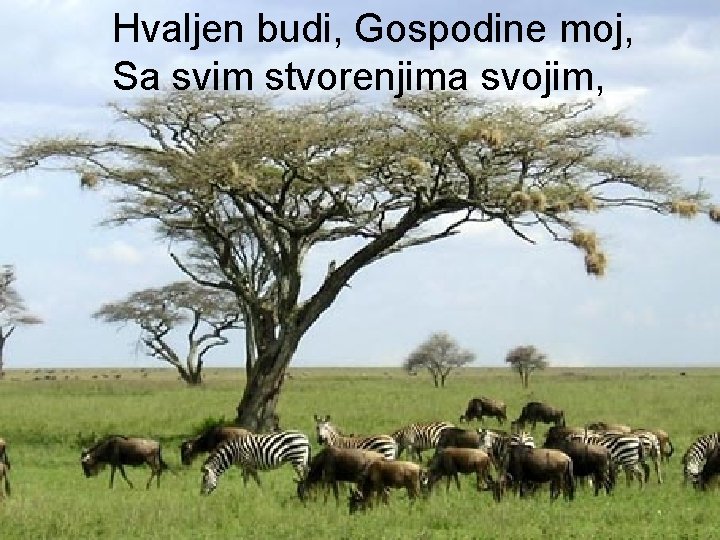 Hvaljen budi, Gospodine moj, Sa svim stvorenjima svojim, 