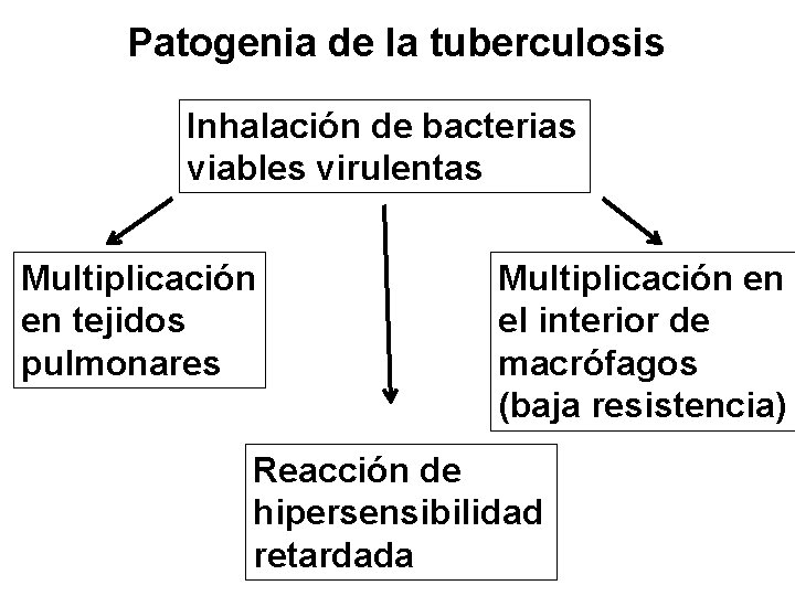 Patogenia de la tuberculosis Inhalación de bacterias viables virulentas Multiplicación en tejidos pulmonares Multiplicación