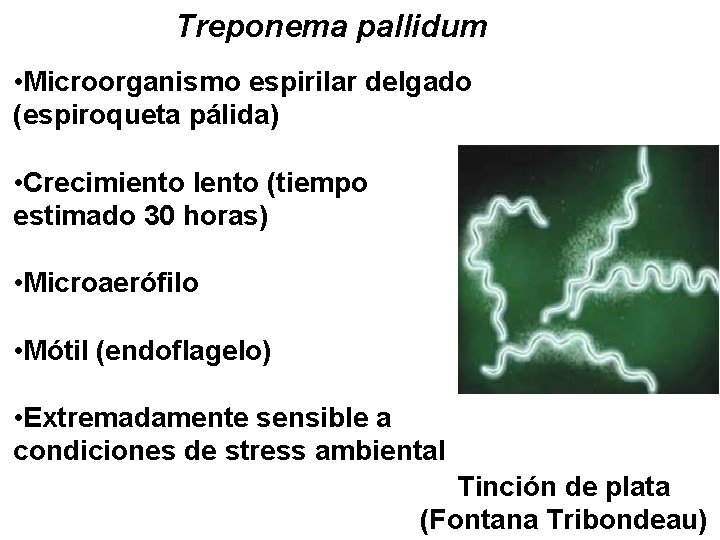 Treponema pallidum • Microorganismo espirilar delgado (espiroqueta pálida) • Crecimiento lento (tiempo estimado 30