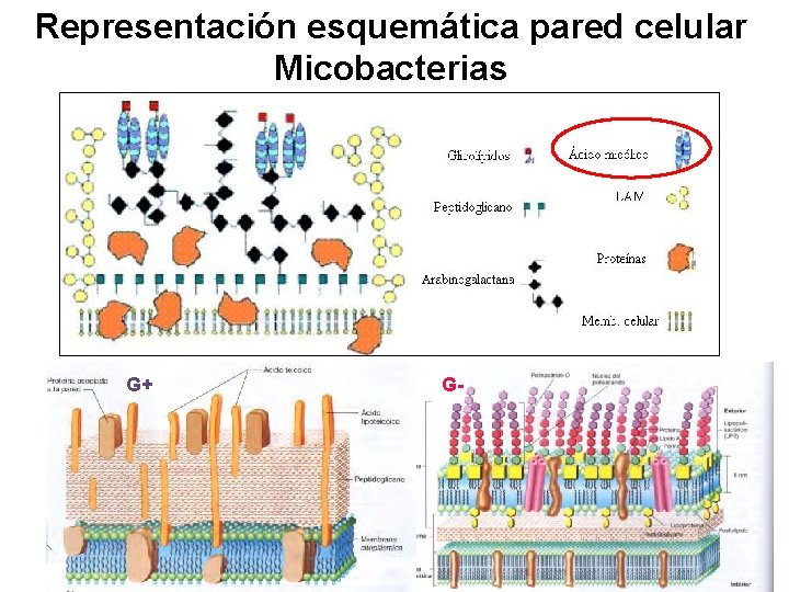 Representación esquemática pared celular Micobacterias G+ G- 