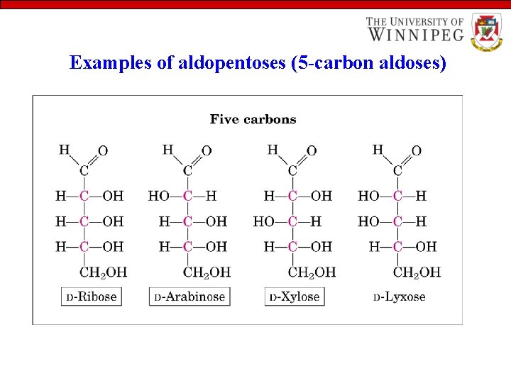 Examples of aldopentoses (5 -carbon aldoses) 