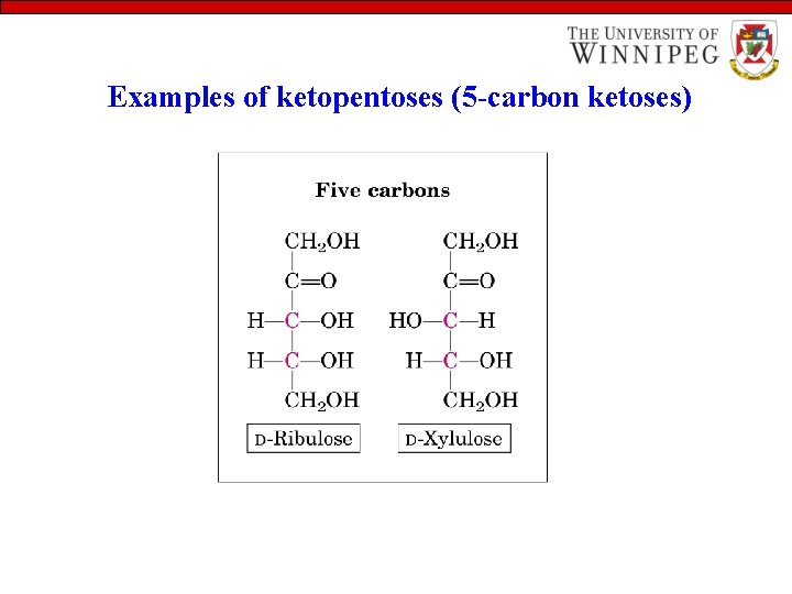 Examples of ketopentoses (5 -carbon ketoses) 