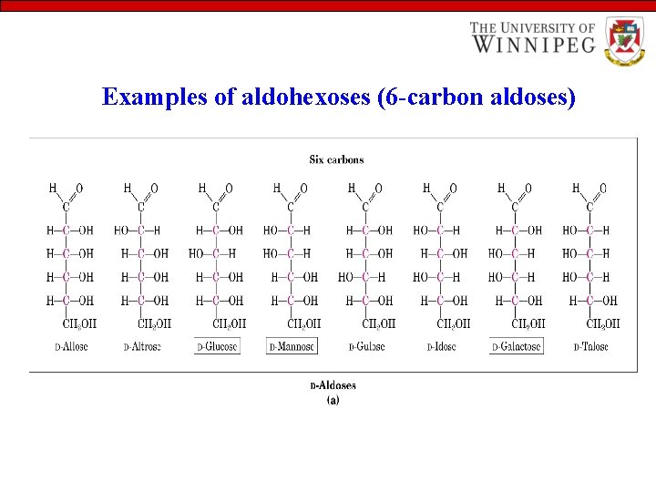 Examples of aldohexoses (6 -carbon aldoses) 