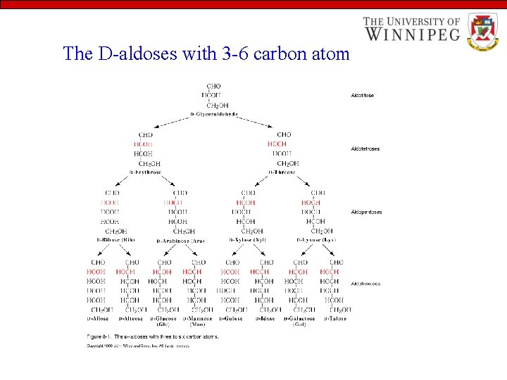 The D-aldoses with 3 -6 carbon atom 