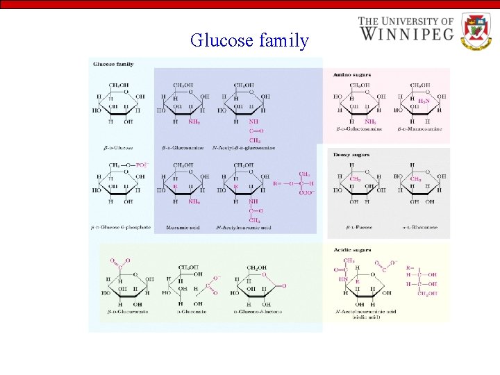 Glucose family 
