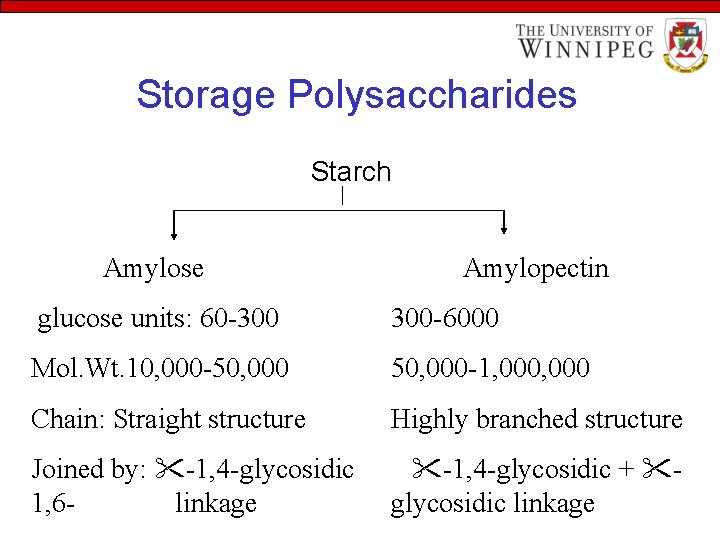 Storage Polysaccharides Starch Amylose Amylopectin glucose units: 60 -300 300 -6000 Mol. Wt. 10,