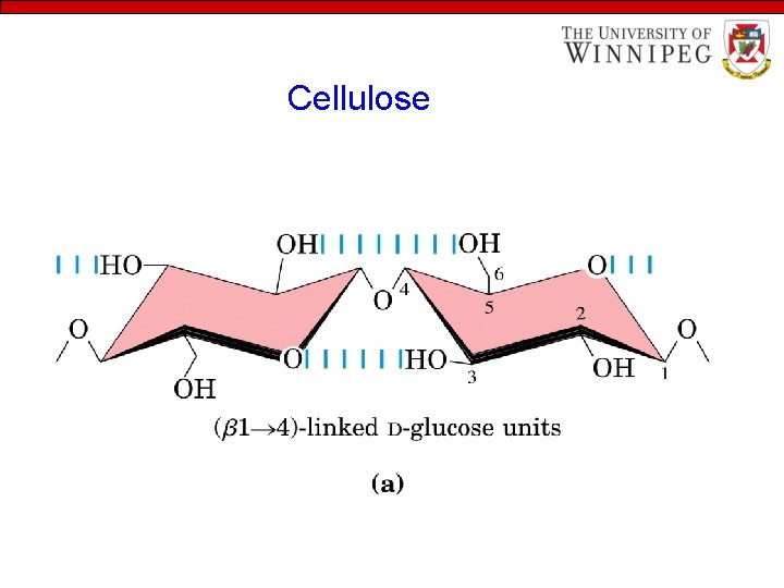 Cellulose 