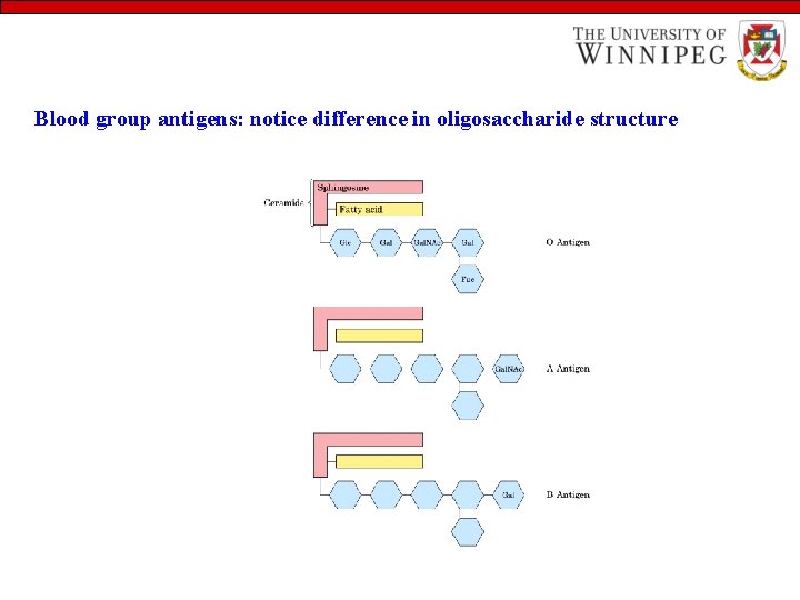 Blood group antigens: notice difference in oligosaccharide structure 
