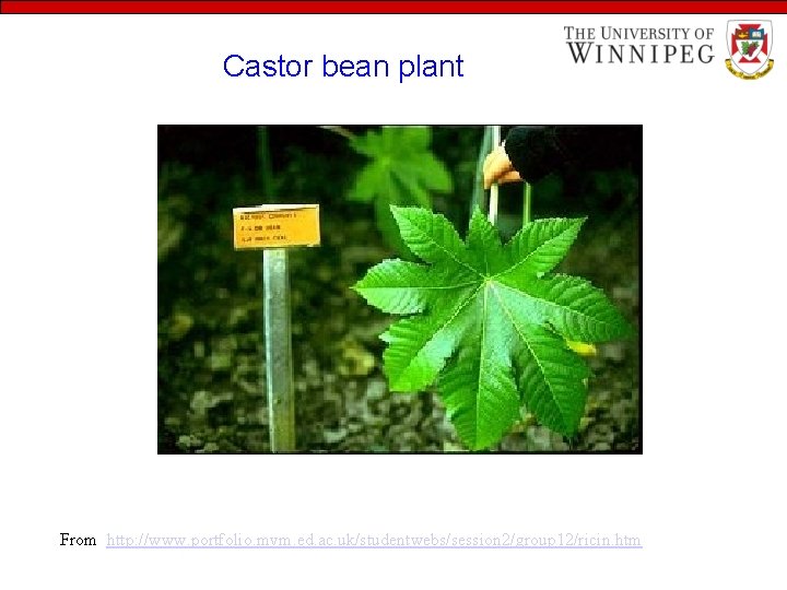 Castor bean plant From http: //www. portfolio. mvm. ed. ac. uk/studentwebs/session 2/group 12/ricin. htm