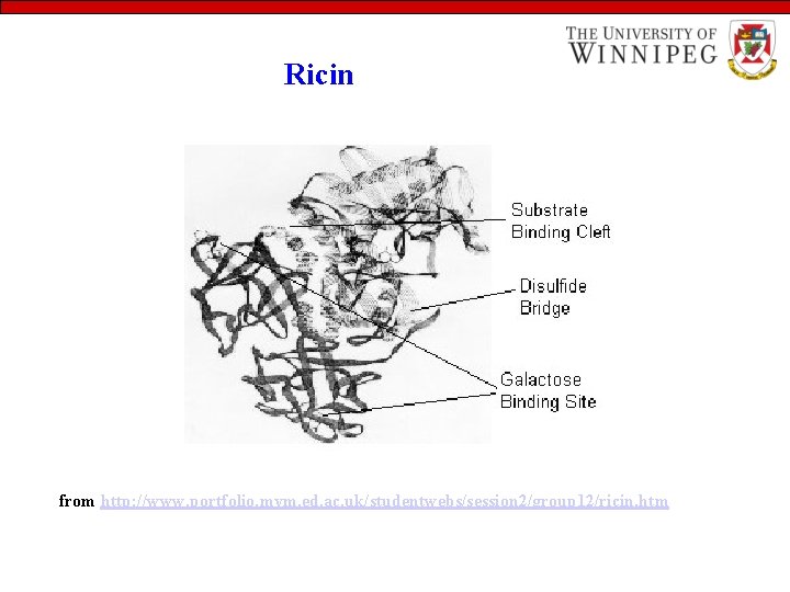 Ricin from http: //www. portfolio. mvm. ed. ac. uk/studentwebs/session 2/group 12/ricin. htm 