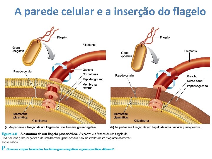 A parede celular e a inserção do flagelo 