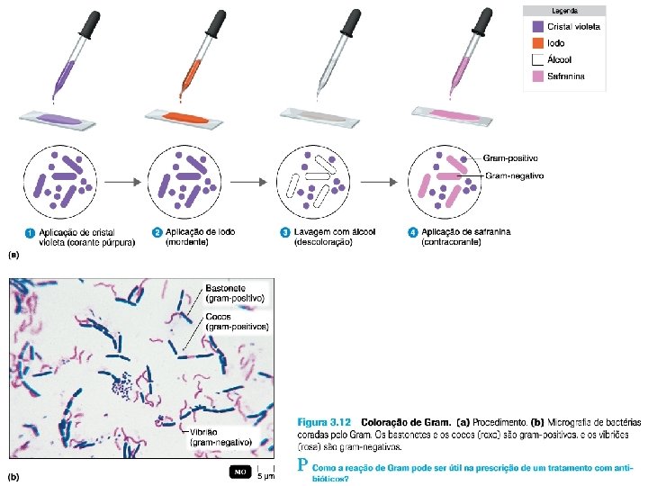 MICROBIOLOGIA Colorao de Gram Motilidade de bactrias Classificao