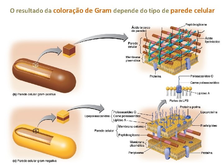 O resultado da coloração de Gram depende do tipo de parede celular 
