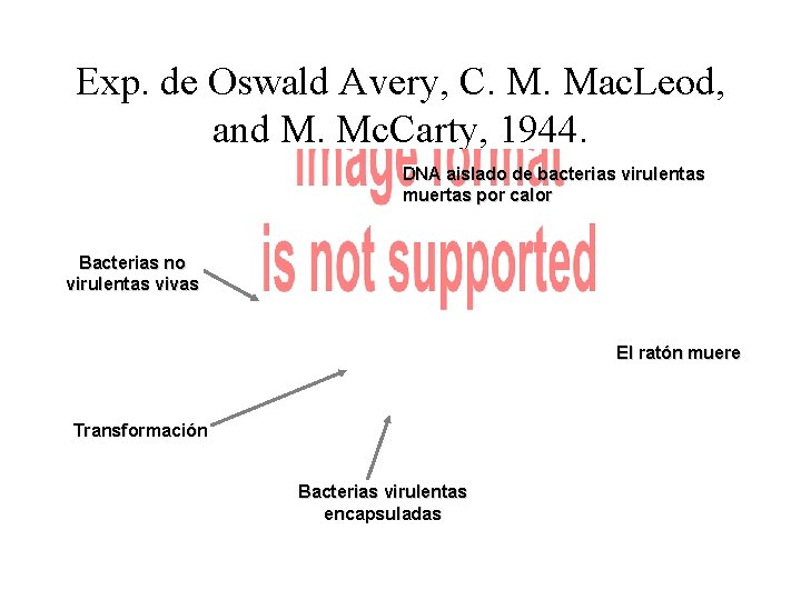 Exp. de Oswald Avery, C. M. Mac. Leod, and M. Mc. Carty, 1944. DNA