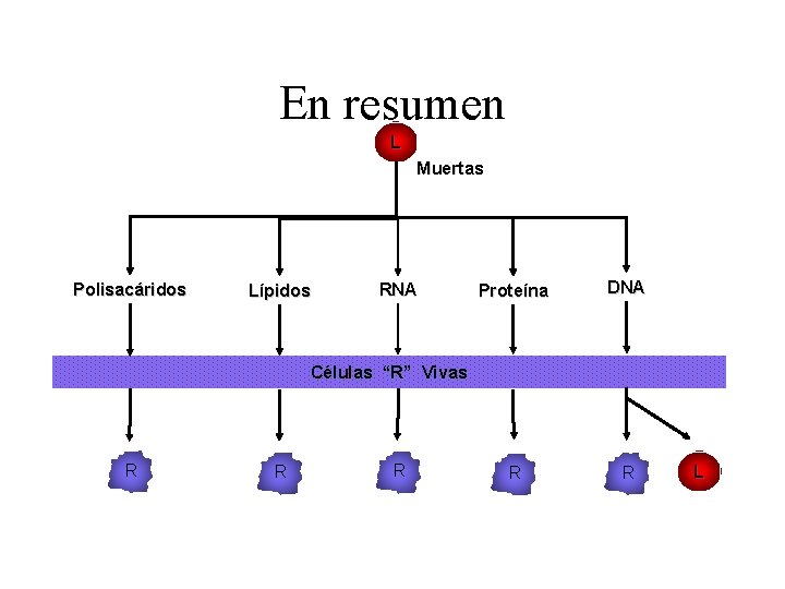 En resumen L Muertas Polisacáridos Lípidos RNA Proteína DNA R R Células “R” Vivas