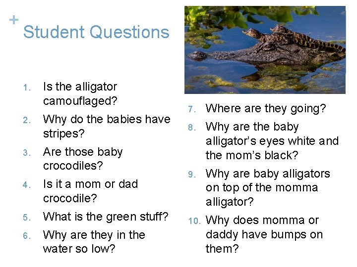 + Student Questions 1. Is the alligator camouflaged? 2. Why do the babies have