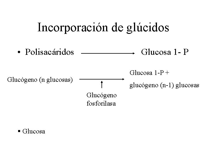 Incorporación de glúcidos • Polisacáridos Glucosa 1 - P Glucosa 1 -P + Glucógeno