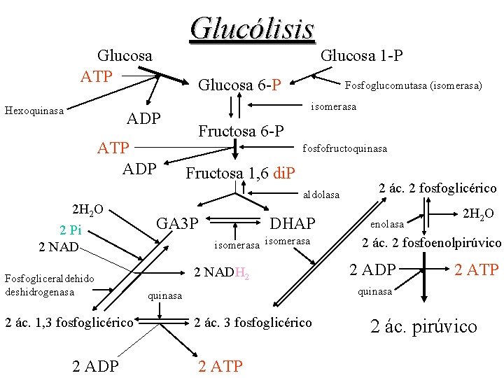 Glucólisis Glucosa ATP Hexoquinasa Glucosa 1 -P Glucosa 6 -P isomerasa ADP ATP ADP