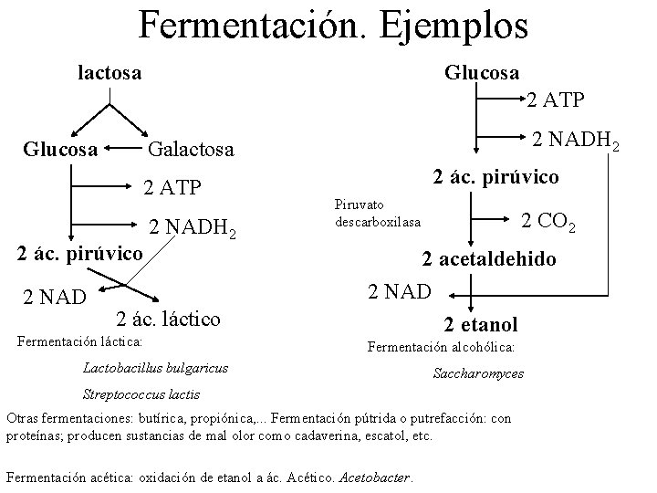 Fermentación. Ejemplos lactosa Glucosa 2 ATP 2 ác. pirúvico 2 NADH 2 Galactosa 2