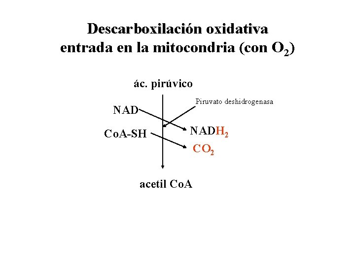 Descarboxilación oxidativa entrada en la mitocondria (con O 2) ác. pirúvico Piruvato deshidrogenasa NAD