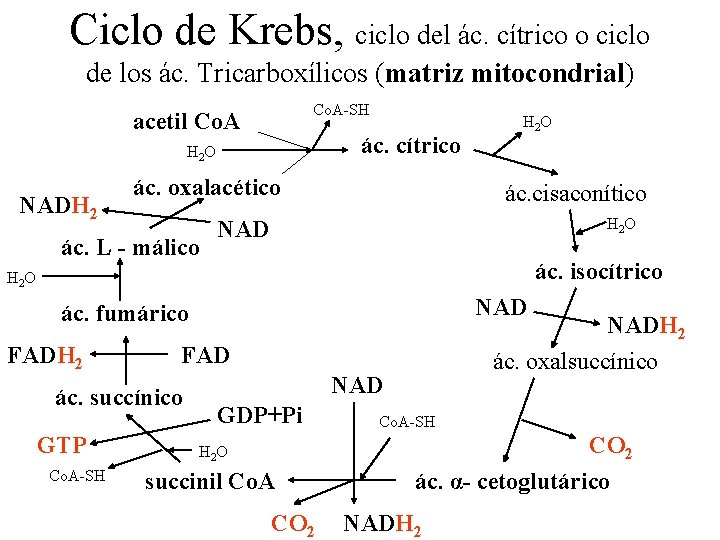 Ciclo de Krebs, ciclo del ác. cítrico o ciclo de los ác. Tricarboxílicos (matriz