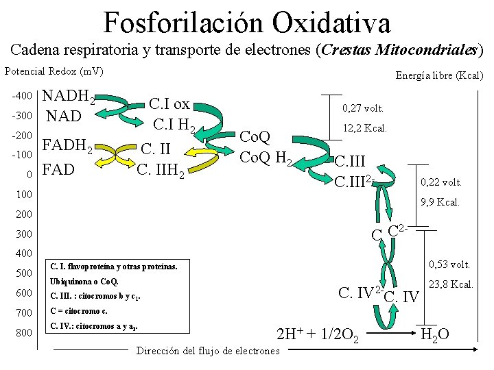 Fosforilación Oxidativa Cadena respiratoria y transporte de electrones (Crestas Mitocondriales) Potencial Redox (m. V)