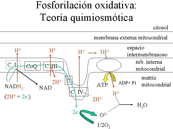 Fosforilación oxidativa: Teoría quimiosmótica citosol membrana externa mitocondrial H+ C. I. H+ Co. Q
