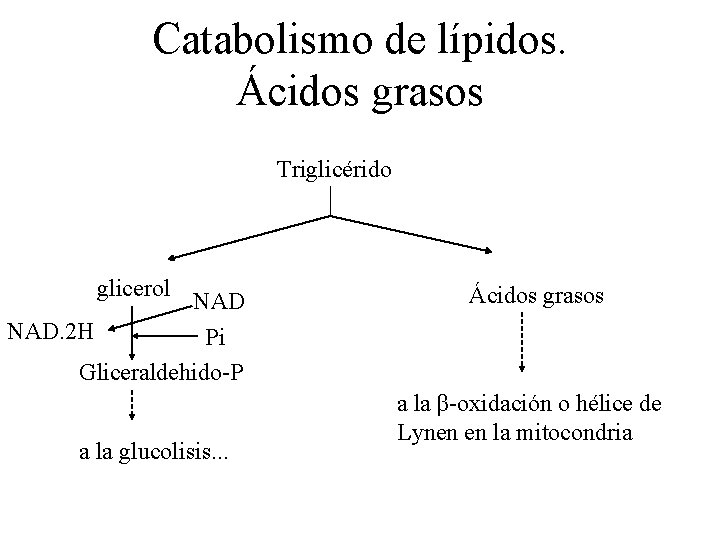 Catabolismo de lípidos. Ácidos grasos Triglicérido glicerol NAD. 2 H Pi Gliceraldehido-P a la