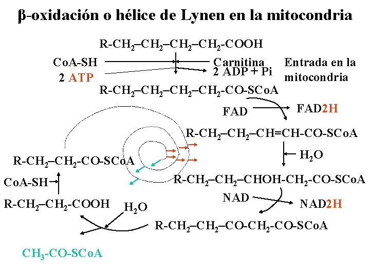 β-oxidación o hélice de Lynen en la mitocondria R-CH 2–CH 2 -COOH Co. A-SH