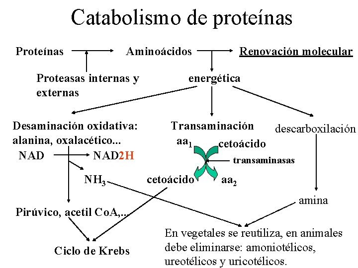 Catabolismo de proteínas Proteínas Aminoácidos Proteasas internas y externas Desaminación oxidativa: alanina, oxalacético. .