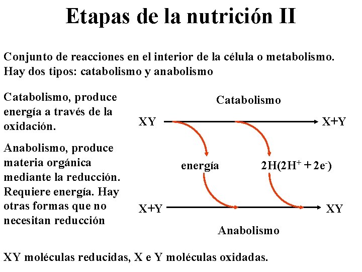 Etapas de la nutrición II Conjunto de reacciones en el interior de la célula