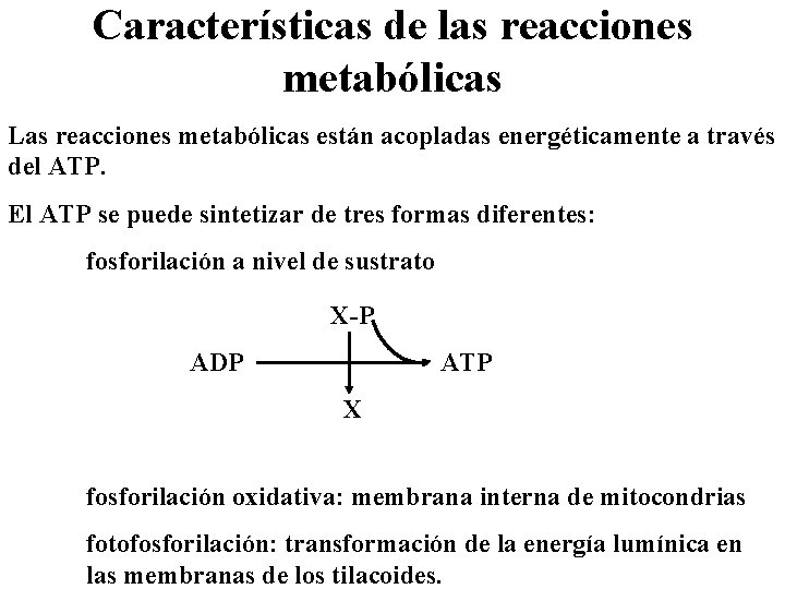 Características de las reacciones metabólicas Las reacciones metabólicas están acopladas energéticamente a través del