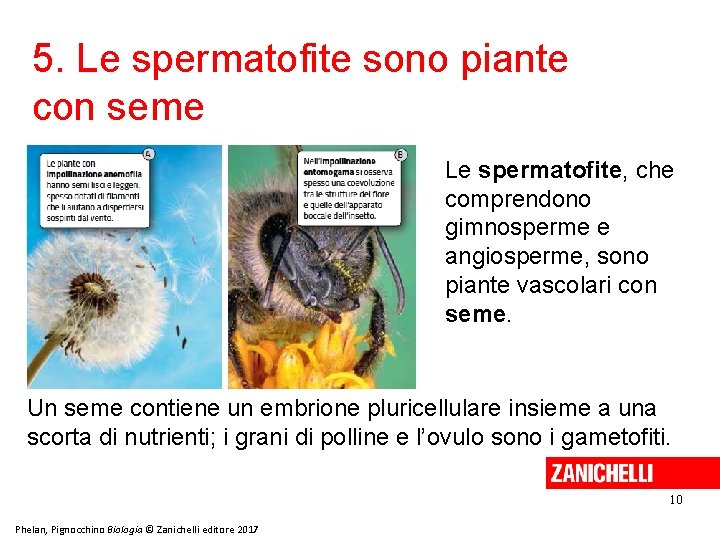 5. Le spermatofite sono piante con seme Le spermatofite, che comprendono gimnosperme e angiosperme,