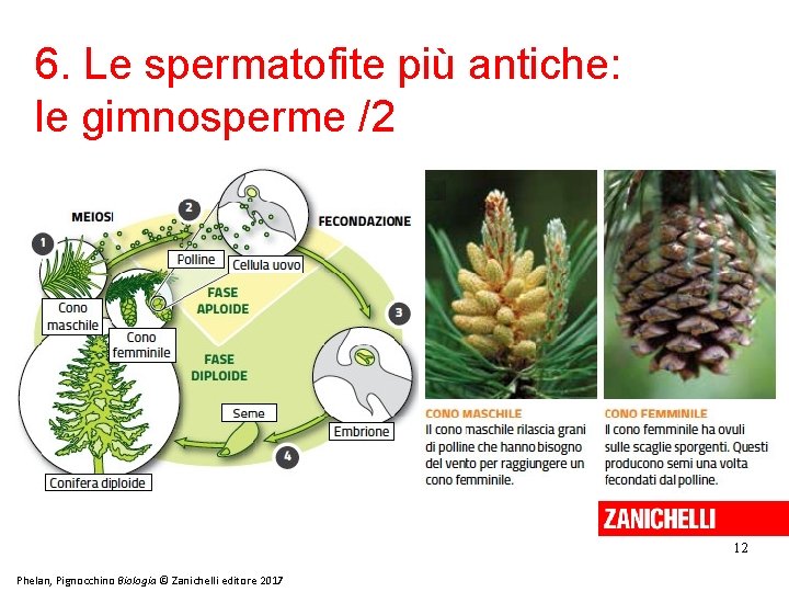 6. Le spermatofite più antiche: le gimnosperme /2 12 Phelan, Pignocchino Biologia © Zanichelli