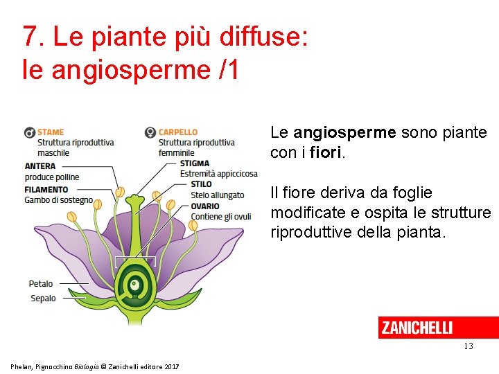 7. Le piante più diffuse: le angiosperme /1 Le angiosperme sono piante con i