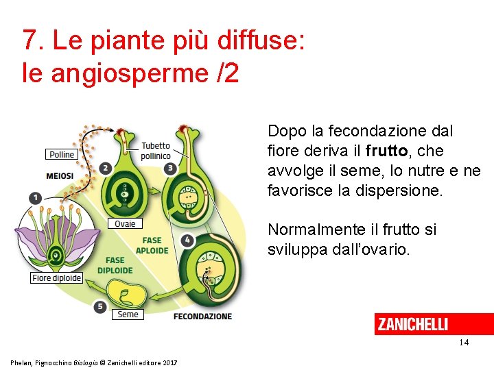 7. Le piante più diffuse: le angiosperme /2 Dopo la fecondazione dal fiore deriva