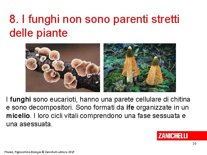 8. I funghi non sono parenti stretti delle piante I funghi sono eucarioti, hanno