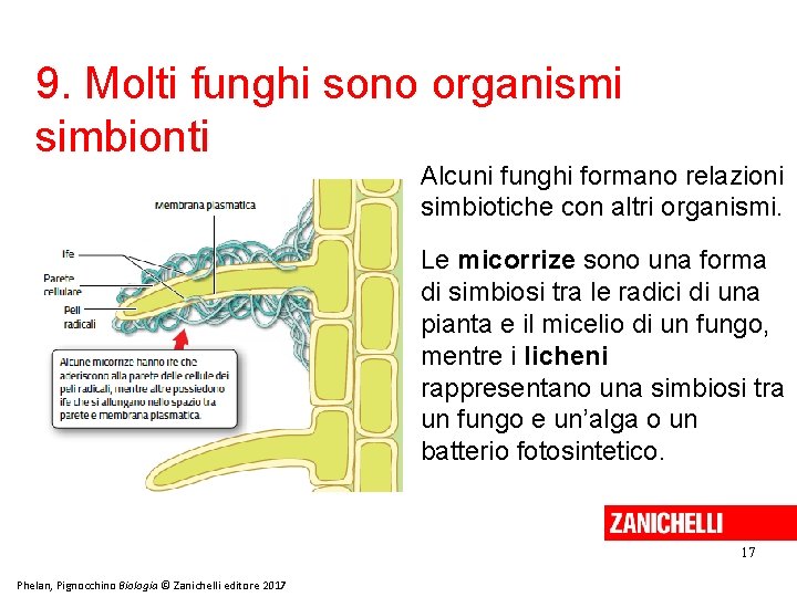 9. Molti funghi sono organismi simbionti Alcuni funghi formano relazioni simbiotiche con altri organismi.