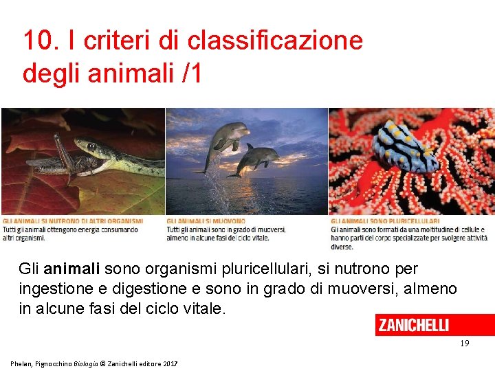 10. I criteri di classificazione degli animali /1 Gli animali sono organismi pluricellulari, si