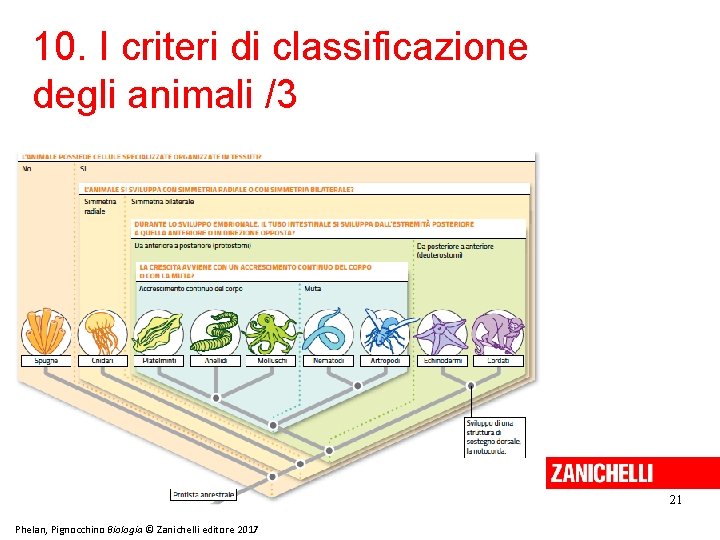 10. I criteri di classificazione degli animali /3 21 Phelan, Pignocchino Biologia © Zanichelli