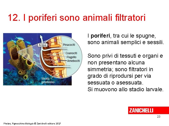 12. I poriferi sono animali filtratori I poriferi, tra cui le spugne, sono animali