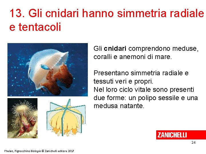 13. Gli cnidari hanno simmetria radiale e tentacoli Gli cnidari comprendono meduse, coralli e