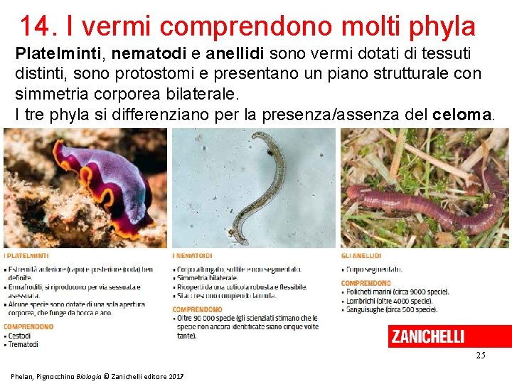 14. I vermi comprendono molti phyla Platelminti, nematodi e anellidi sono vermi dotati di