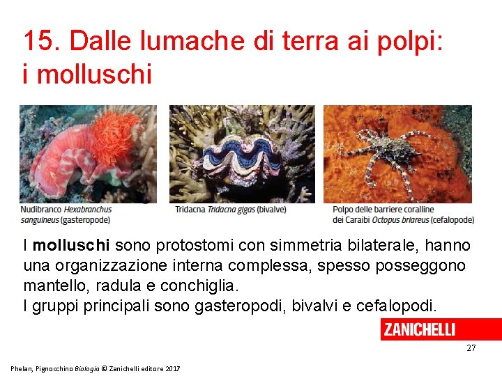 15. Dalle lumache di terra ai polpi: i molluschi I molluschi sono protostomi con