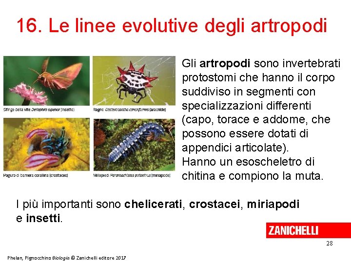 16. Le linee evolutive degli artropodi Gli artropodi sono invertebrati protostomi che hanno il