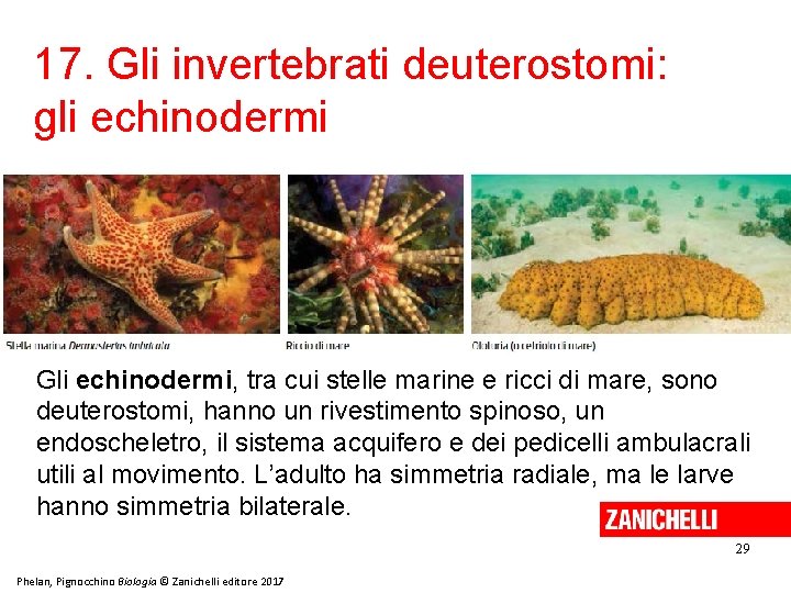 17. Gli invertebrati deuterostomi: gli echinodermi Gli echinodermi, tra cui stelle marine e ricci